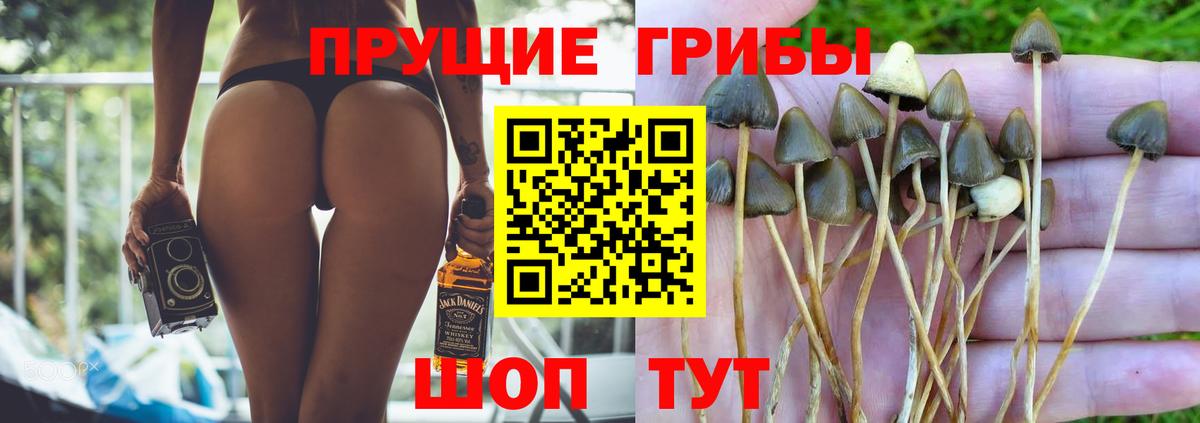 Псилоцибиновые грибы Psilocybine cubensis Тольятти